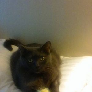 Meet your Posher, Robin